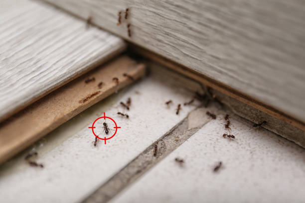 Best Affordable Pest Control Services  in Pocono Woodland Lakes, PA